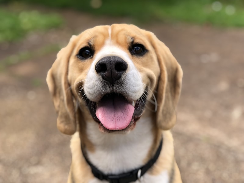 Pet-Friendly Airport Chauffeur Transportation: Complete Guide